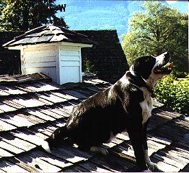 Shop Dog Walter on Tom Conner's Roof