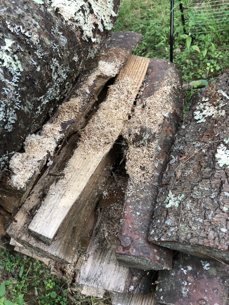 Random sawdust in pine stack?