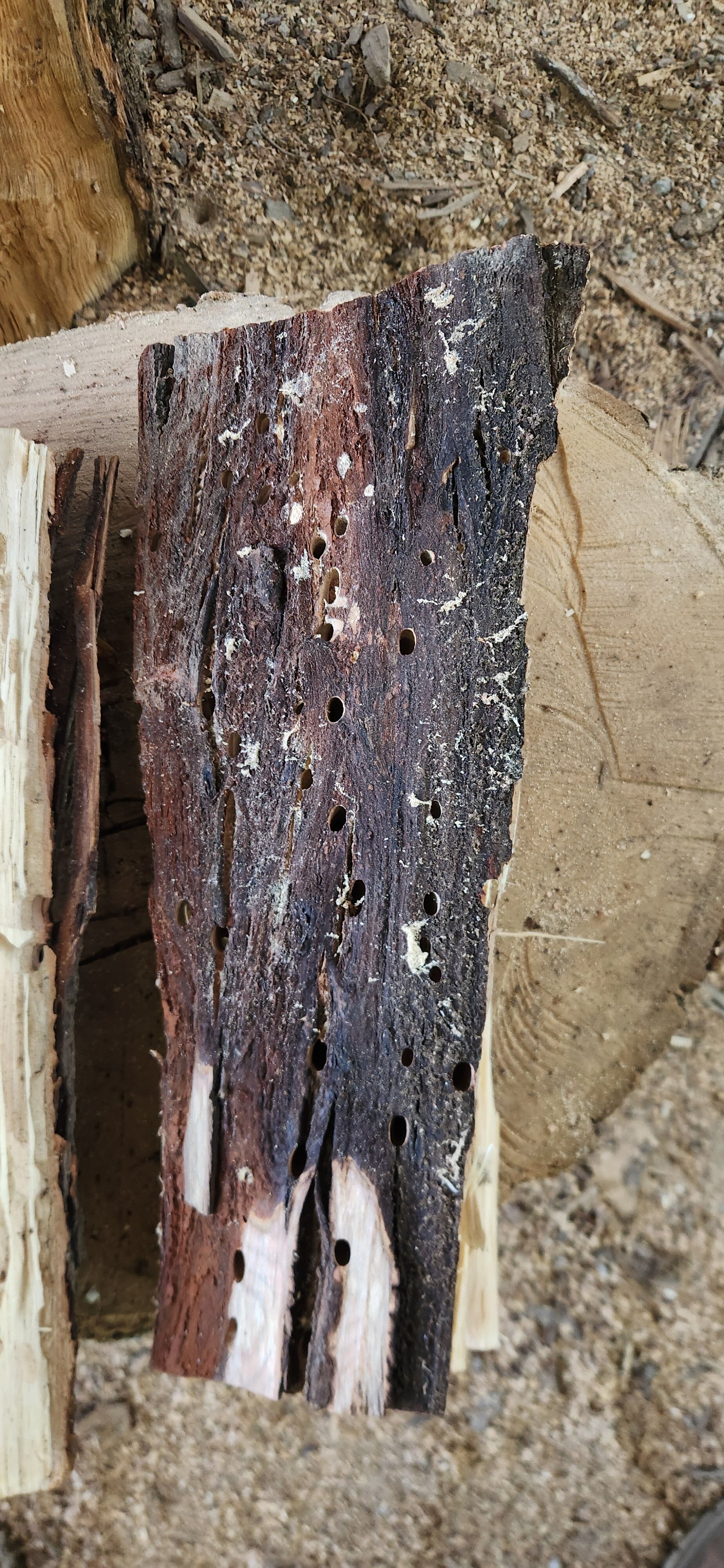 [Hearth.com] Bugs coming out of my wood.