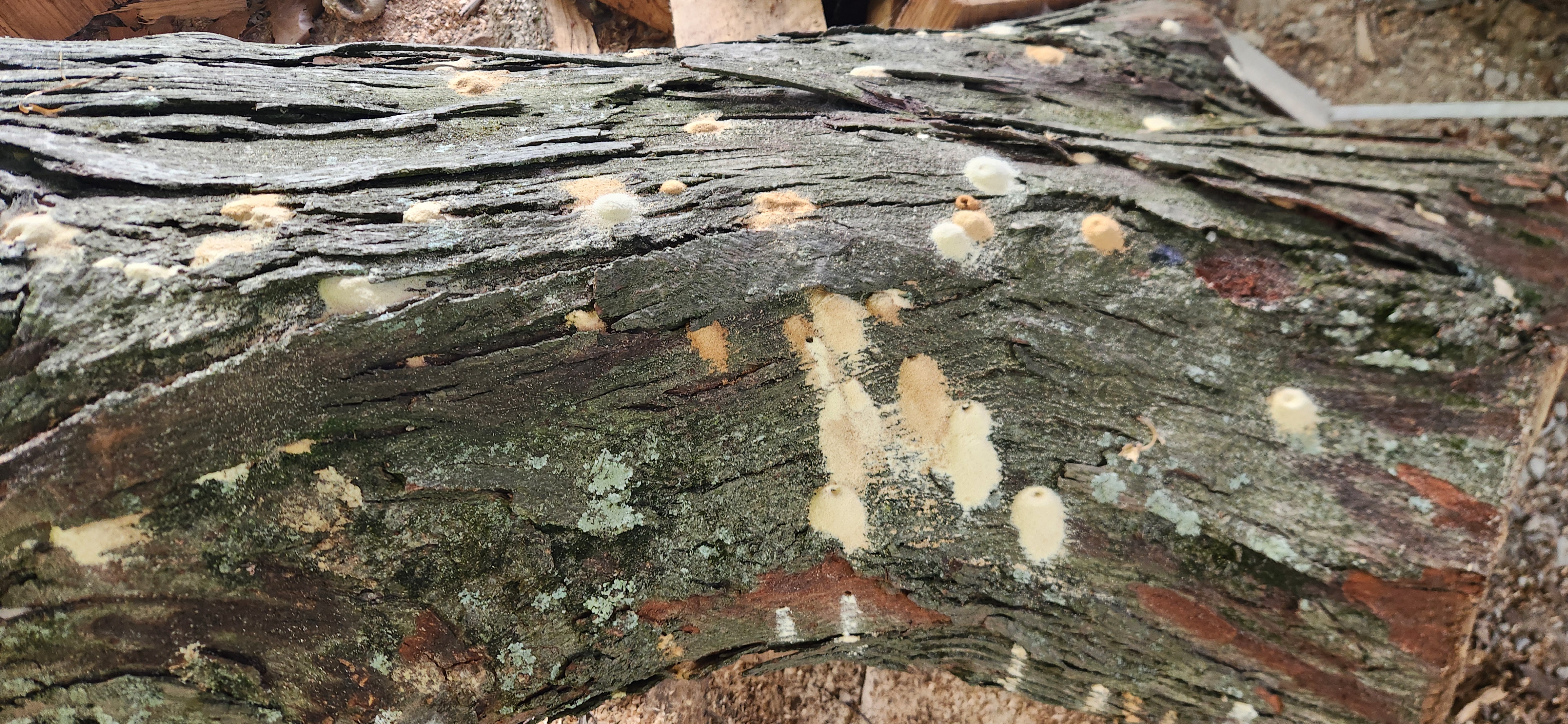 Bugs coming out of my wood.