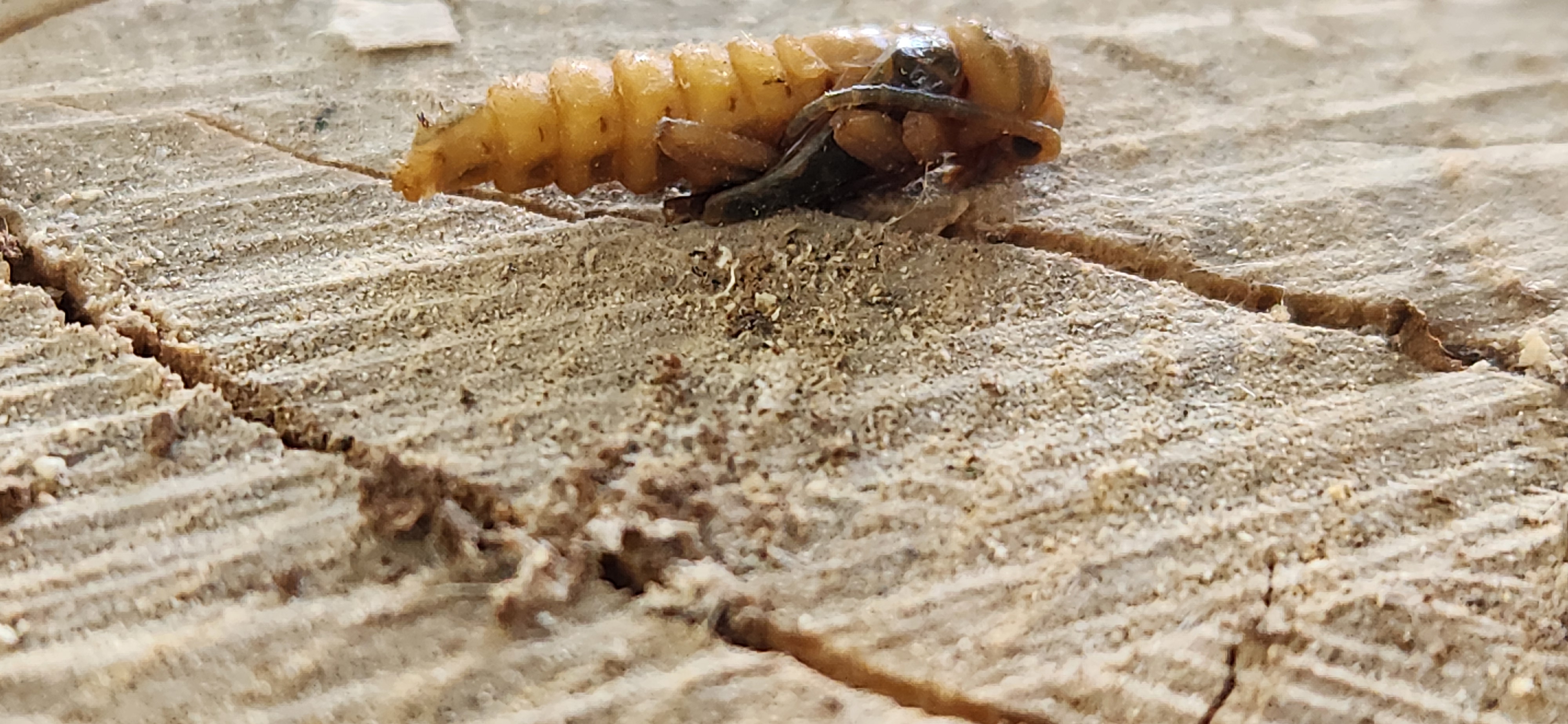 [Hearth.com] Bugs coming out of my wood.