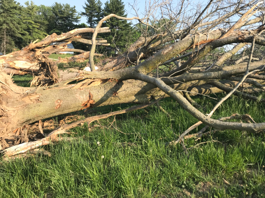 [Hearth.com] What type of maple?