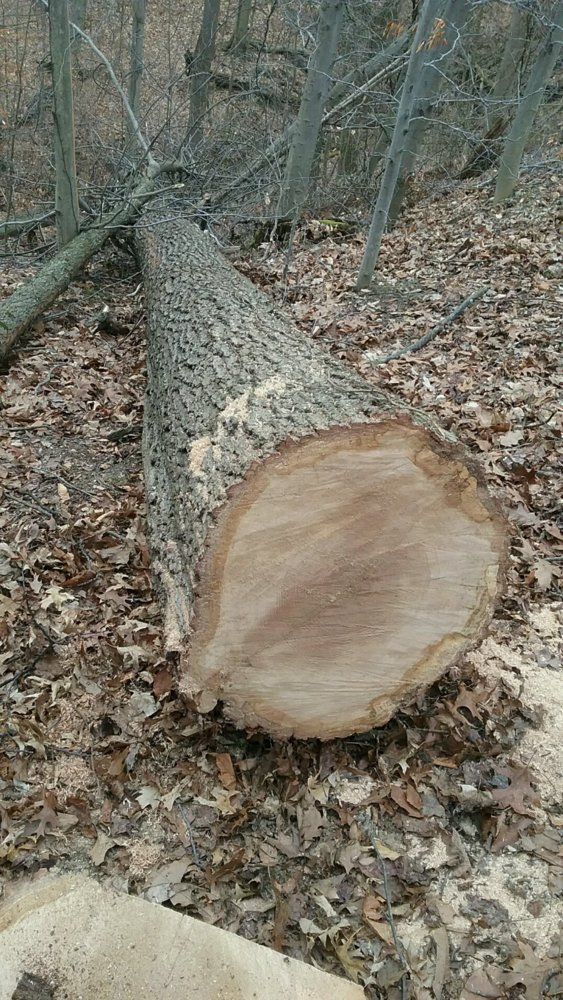 Cut this this weekend red oak.