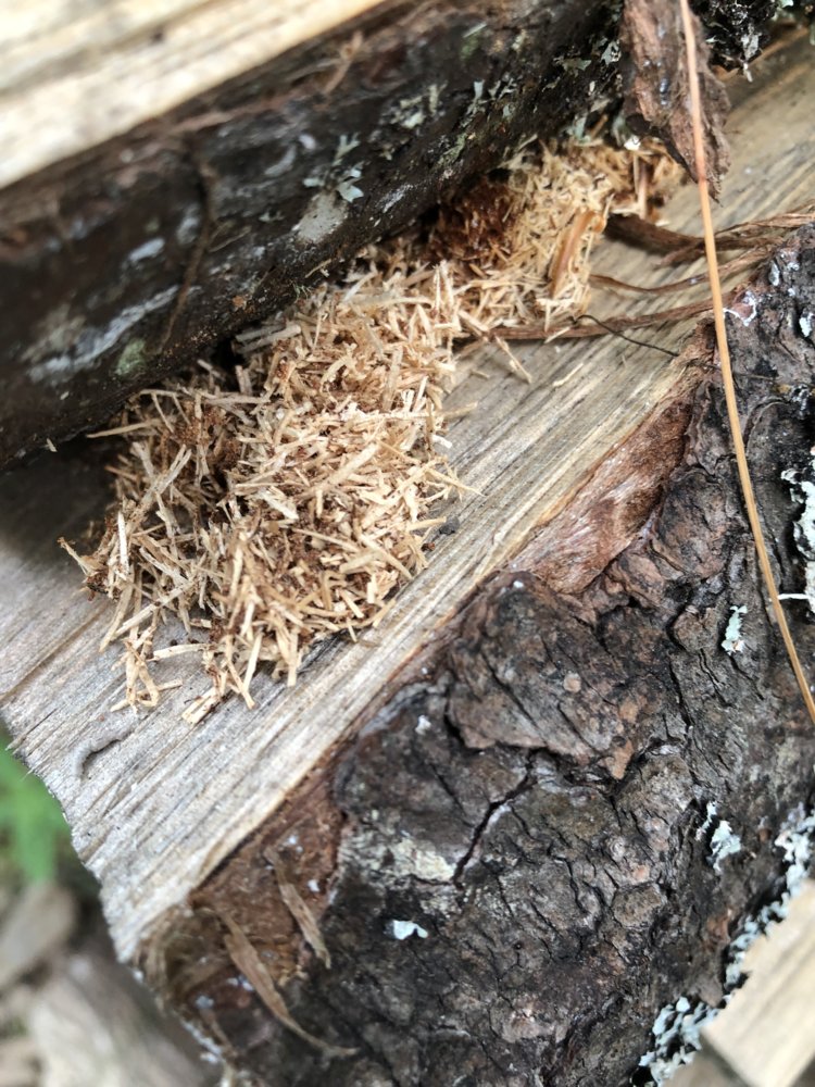 Random sawdust in pine stack?