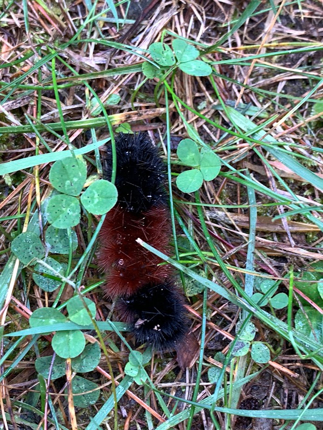 [Hearth.com] WOOLLY BEAR CATERPILLARS AND WEATHER PREDICTION