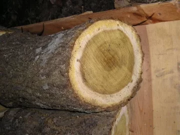 [Hearth.com] Need help on type of tree/firewood this is.