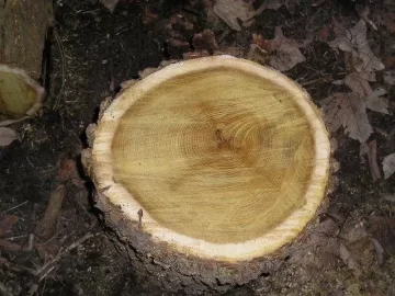 [Hearth.com] Need help on type of tree/firewood this is.