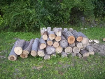 [Hearth.com] My WoodPile & Wood Scrounge Finds / Help with Tree ID