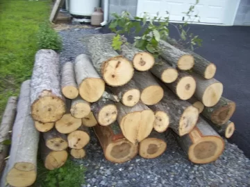 [Hearth.com] My WoodPile & Wood Scrounge Finds / Help with Tree ID