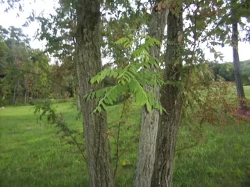 [Hearth.com] My WoodPile & Wood Scrounge Finds / Help with Tree ID