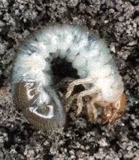 [Hearth.com] what is this Bug/Larva