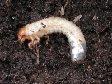 [Hearth.com] what is this Bug/Larva