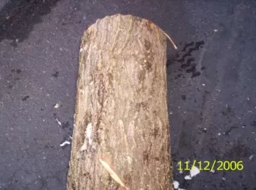 [Hearth.com] FIREWOOD I.D.