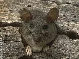 [Hearth.com] Ordinance Violation: Rodent Harborage - They want wood 18" off the ground...