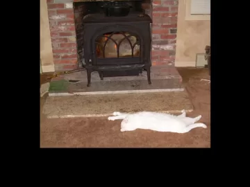 [Hearth.com] Cat in front of a nice warm fire.