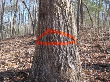 [Hearth.com] Brought down a dead pine tree this morning