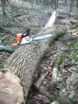 [Hearth.com] Bringing down a walnut.