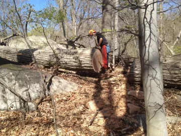 [Hearth.com] Load of Red Oak