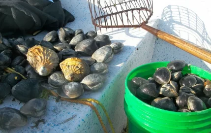 [Hearth.com] Finally a nice morning for some clamming