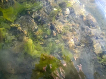 [Hearth.com] Finally a nice morning for some clamming