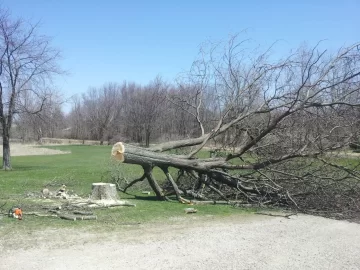 [Hearth.com] mmmmm.....honey locust