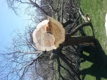 [Hearth.com] mmmmm.....honey locust