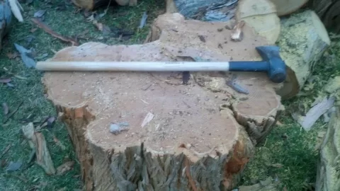 [Hearth.com] Cutting Osage orange / Hedge in the summer