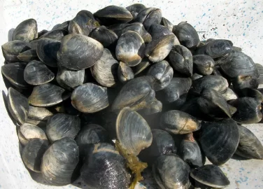 [Hearth.com] Finally a nice morning for some clamming