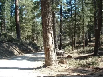 [Hearth.com] Scoping wood in Big Bear & new saw coming soon! m-tronic