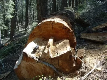 [Hearth.com] Scoping wood in Big Bear & new saw coming soon! m-tronic