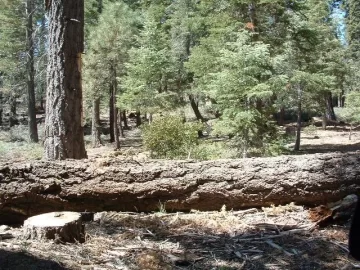 [Hearth.com] Scoping wood in Big Bear & new saw coming soon! m-tronic