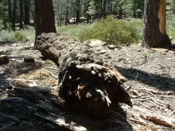 [Hearth.com] Scoping wood in Big Bear & new saw coming soon! m-tronic