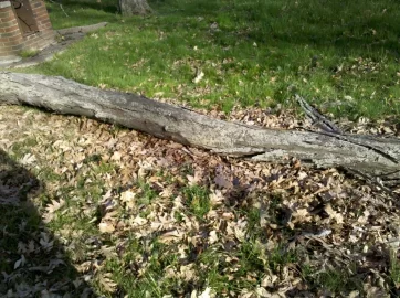 [Hearth.com] Shag bark Hickory  on the ground, worth getting, take a look