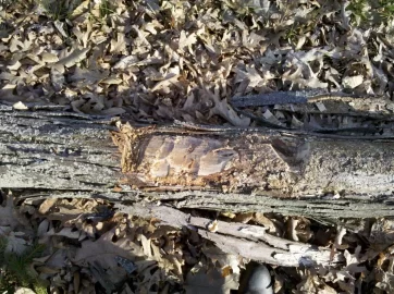 [Hearth.com] Shag bark Hickory  on the ground, worth getting, take a look