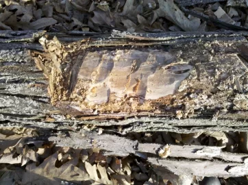 [Hearth.com] Shag bark Hickory  on the ground, worth getting, take a look