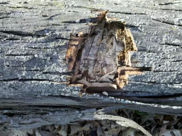 [Hearth.com] Shag bark Hickory  on the ground, worth getting, take a look