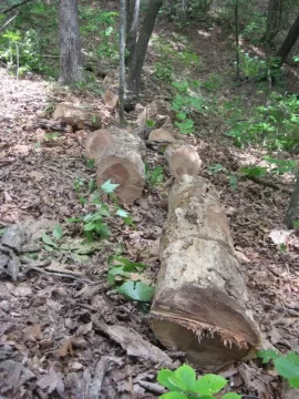 [Hearth.com] An old oak finally comes down!