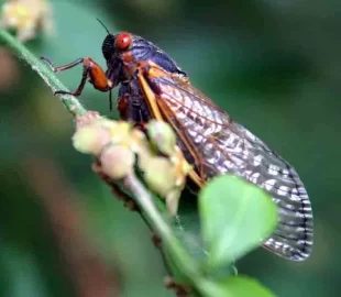 [Hearth.com] The 17 year Cicadas are coming