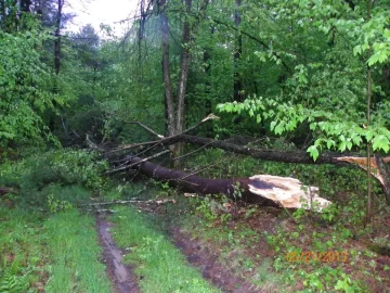 [Hearth.com] Tree Storm Damage