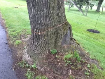 [Hearth.com] Weird way to kill a tree