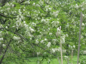 [Hearth.com] Another great thing about Black Locust