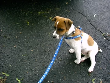 [Hearth.com] JRT Puppy Comes to Visit...