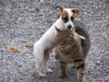 [Hearth.com] JRT Puppy Comes to Visit...