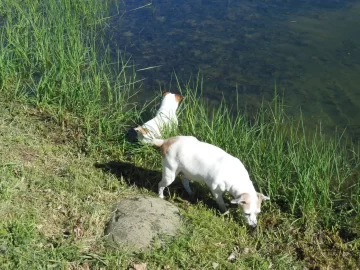 [Hearth.com] JRT Puppy Comes to Visit...