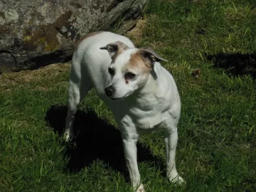 [Hearth.com] JRT Puppy Comes to Visit...