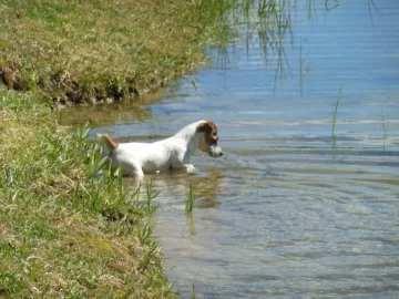 [Hearth.com] JRT Puppy Comes to Visit...