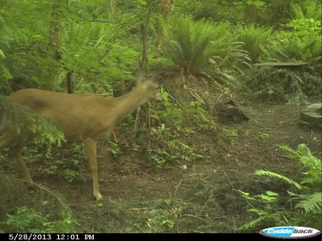 [Hearth.com] backyard wildlife today