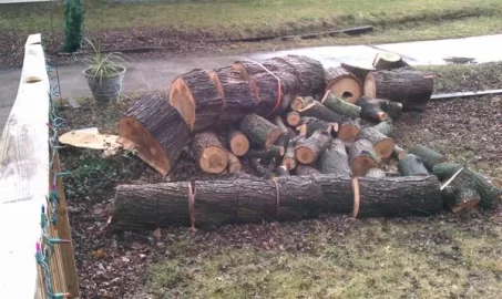 [Hearth.com] Wood ID, CL add ,5 huge trees cut down