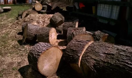 [Hearth.com] Wood ID, CL add ,5 huge trees cut down