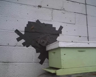 [Hearth.com] Dang Bees!